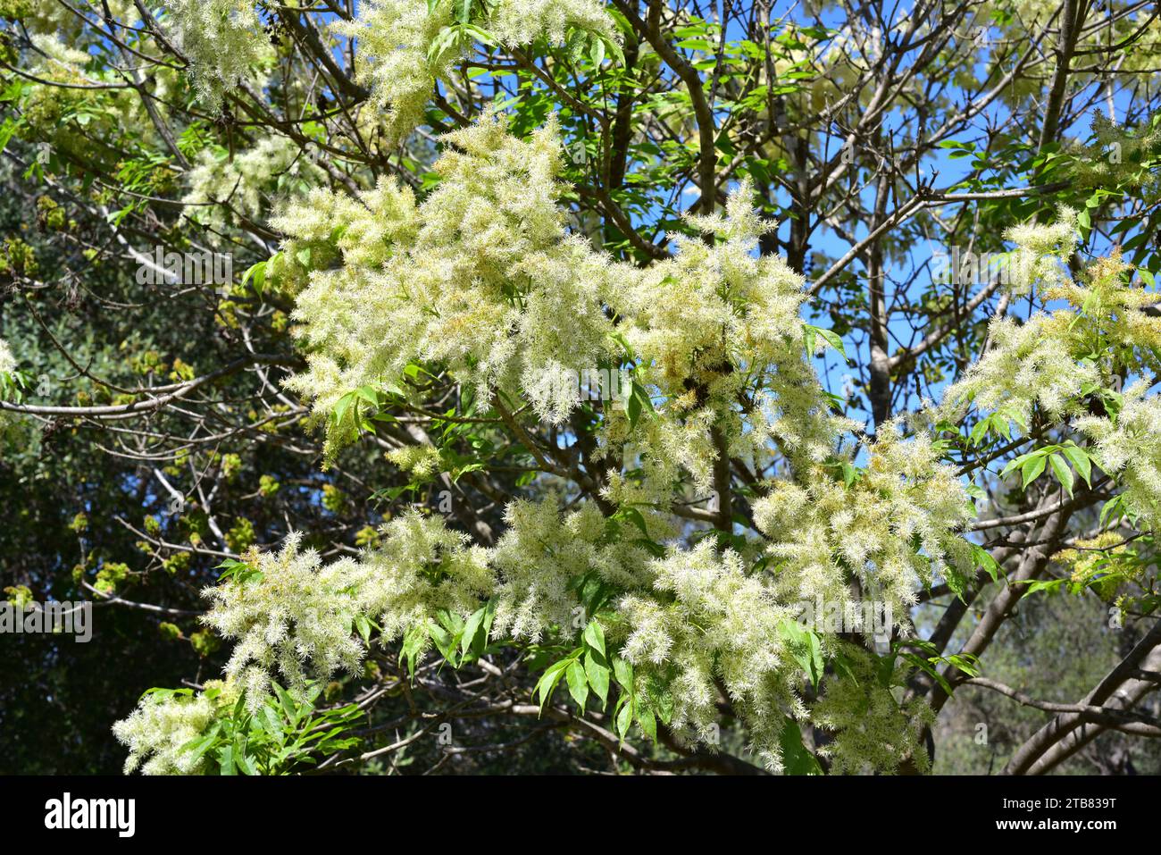 Manna ash (Fraxinus ornus) is a deciduous tree native to south Europe and southwest Asia. Inflorescences and leaves detail. Stock Photo