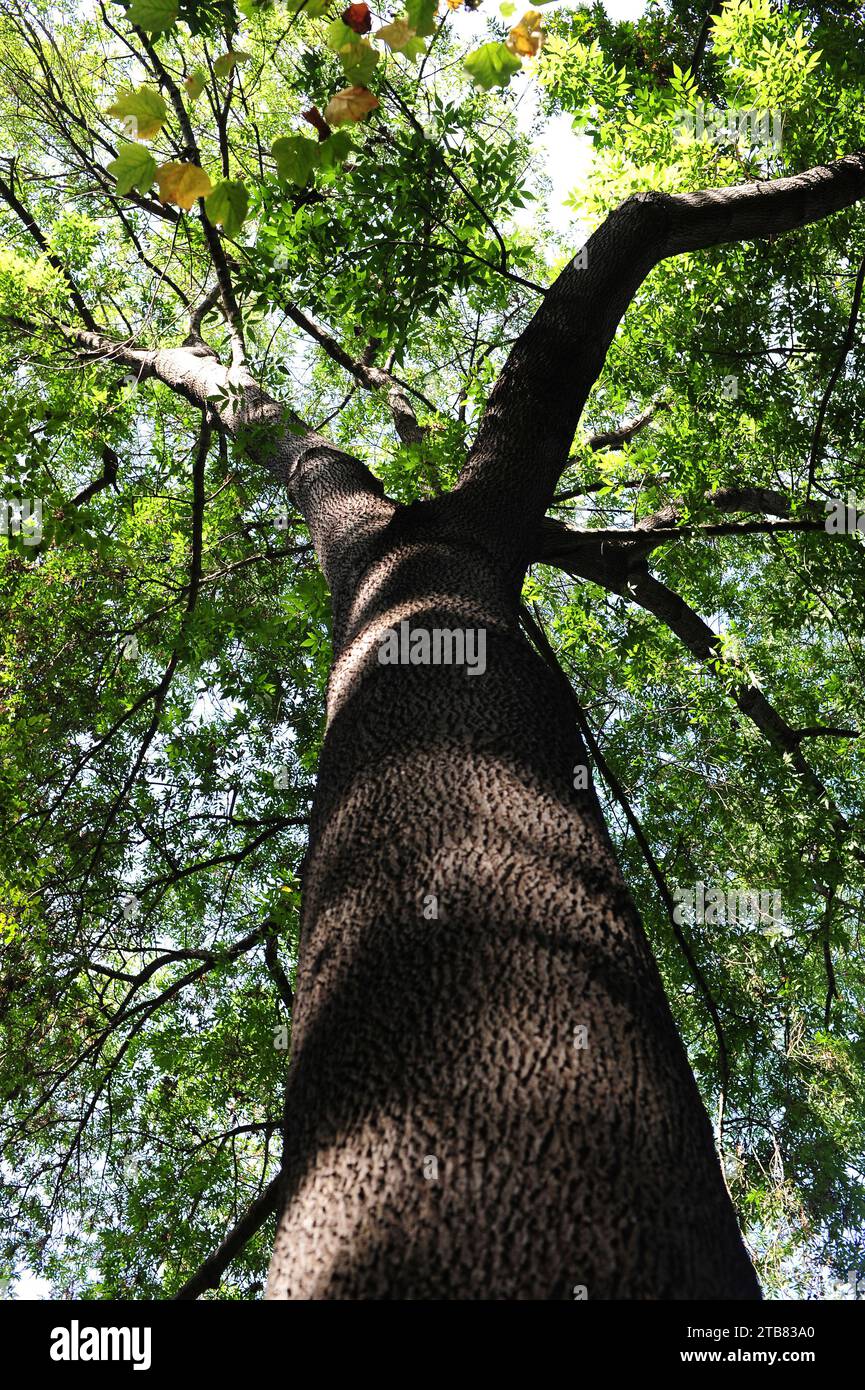 Green ash (Fraxinus pennsylvanica) is a deciduous tree native to eastern and central North America. Stock Photo