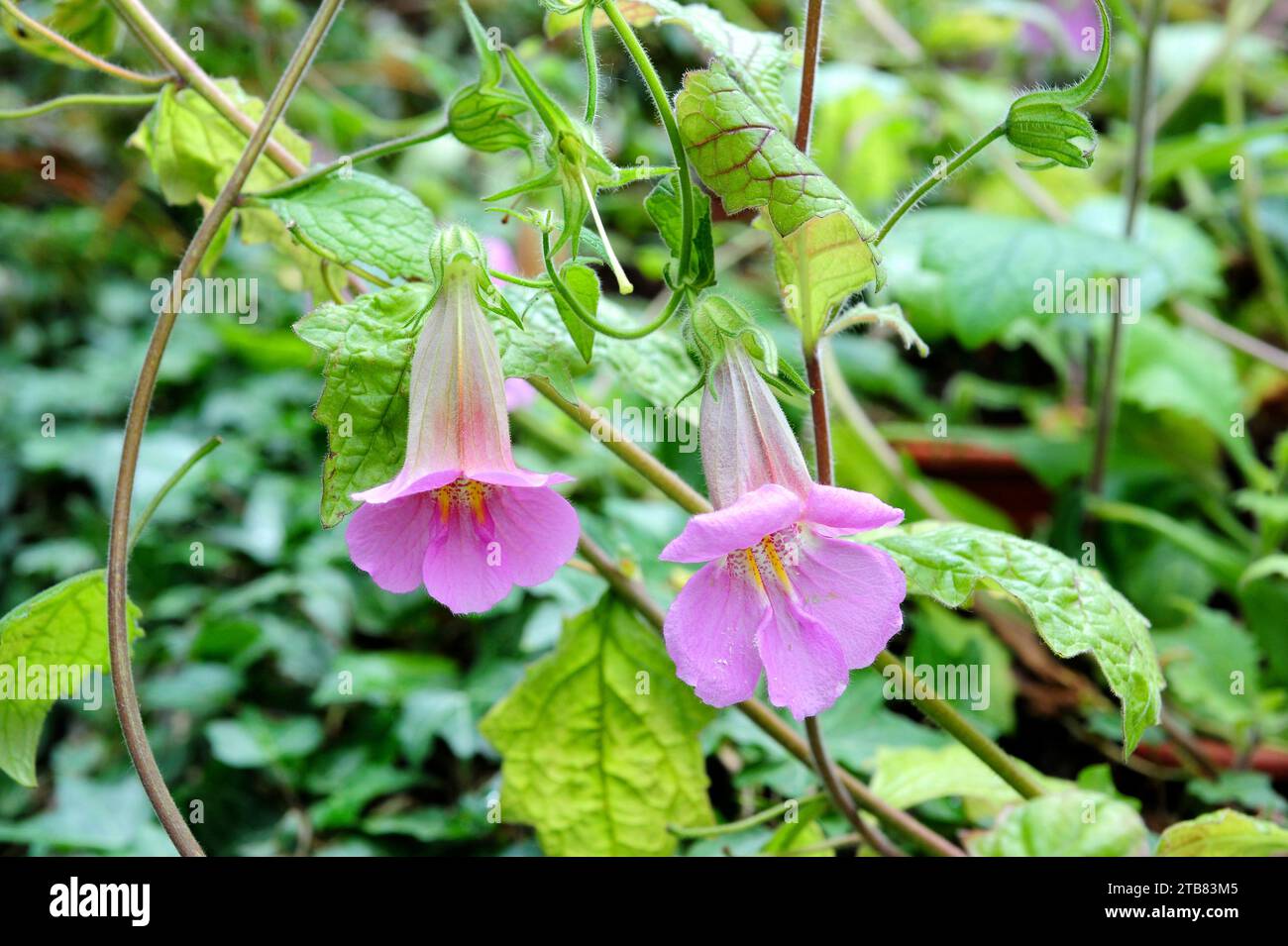 Chinese foxglove (Rehmannia elata) is an ornamental and perennial herb native to China. Flowers detail. Stock Photo