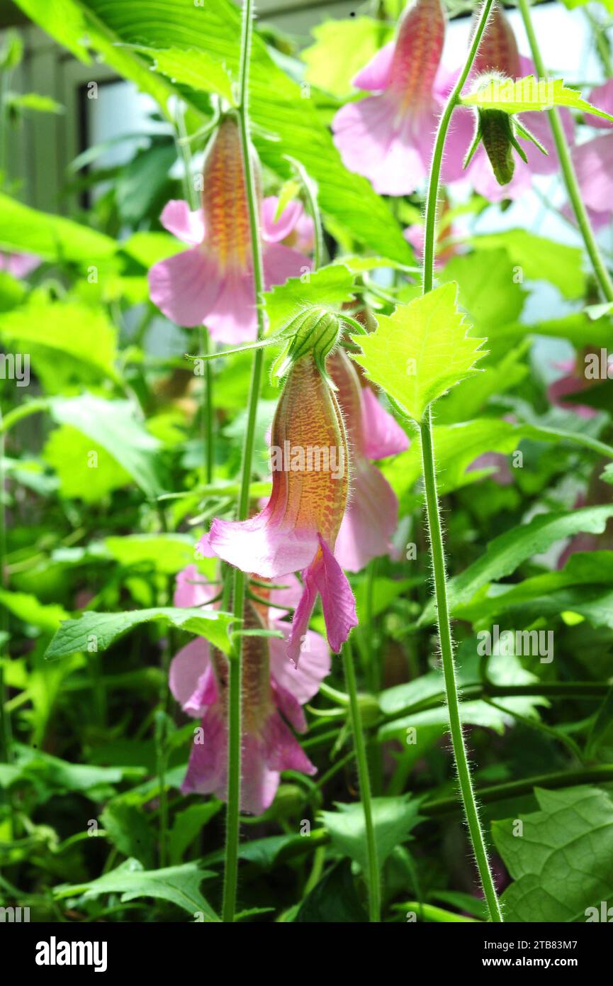 Chinese foxglove (Rehmannia elata) is an ornamental and perennial herb native to China. Flowers detail. Stock Photo
