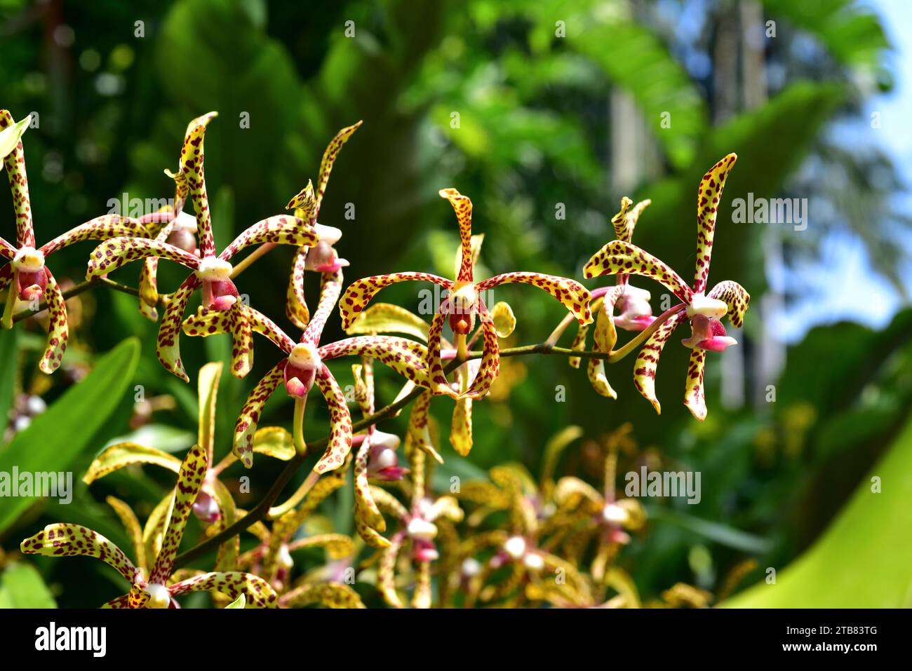 Spider orchid (Arachnis flos-aeris) is an epiphytic orchid native of the mangroves of Indonesia, Malaysia and Philippines. Stock Photo