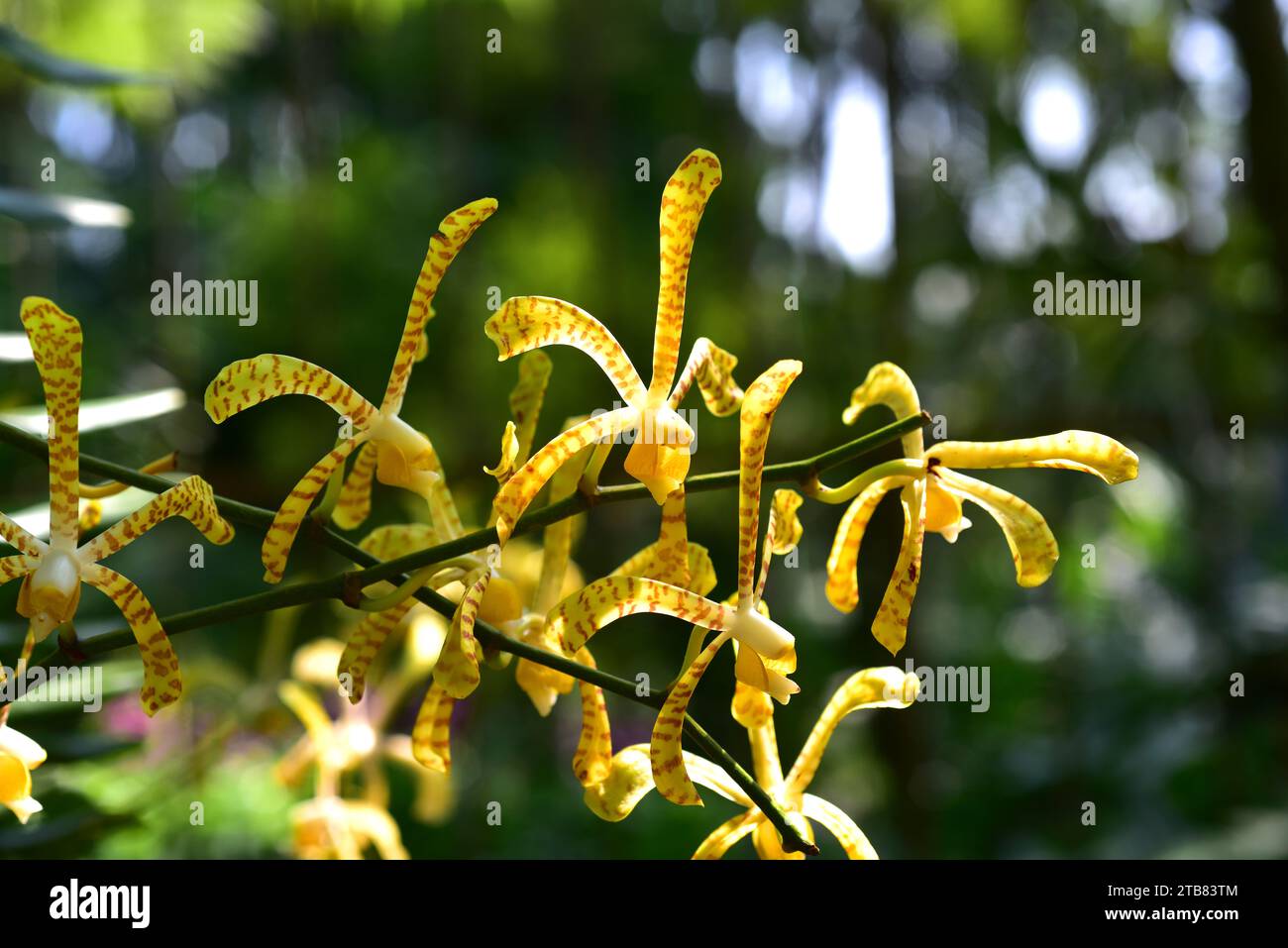 Spider orchid (Arachnis flos-aeris) is an epiphytic orchid native of the mangroves of Indonesia, Malaysia and Philippines. Stock Photo
