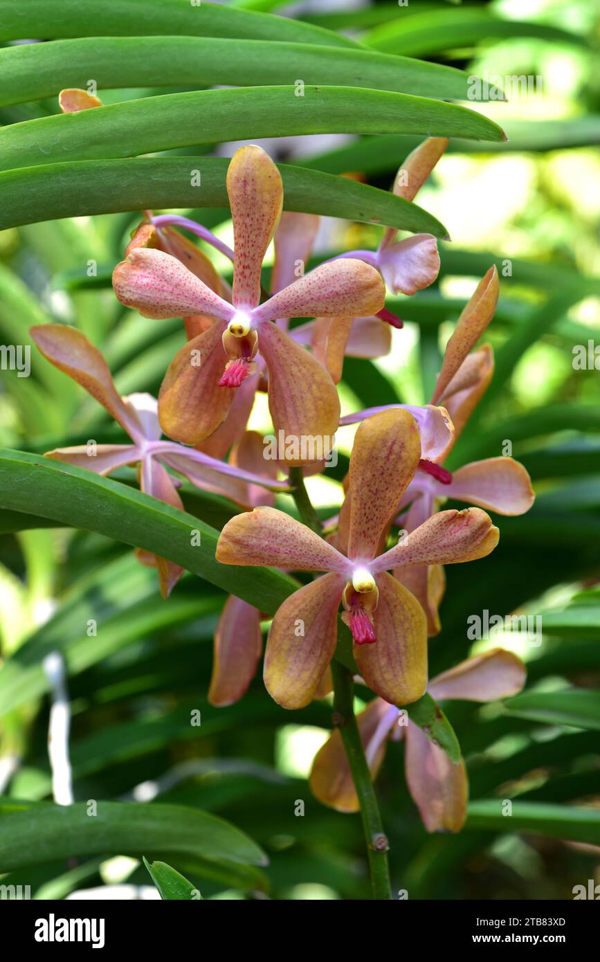 Hybrid orchid (Aranda sp.) between Arachnis and Vanda. Stock Photo