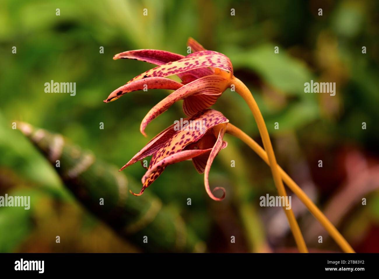 Bulbophyllum Fredensborg Delight is a hybrid orchid. Flowers detail. Stock Photo
