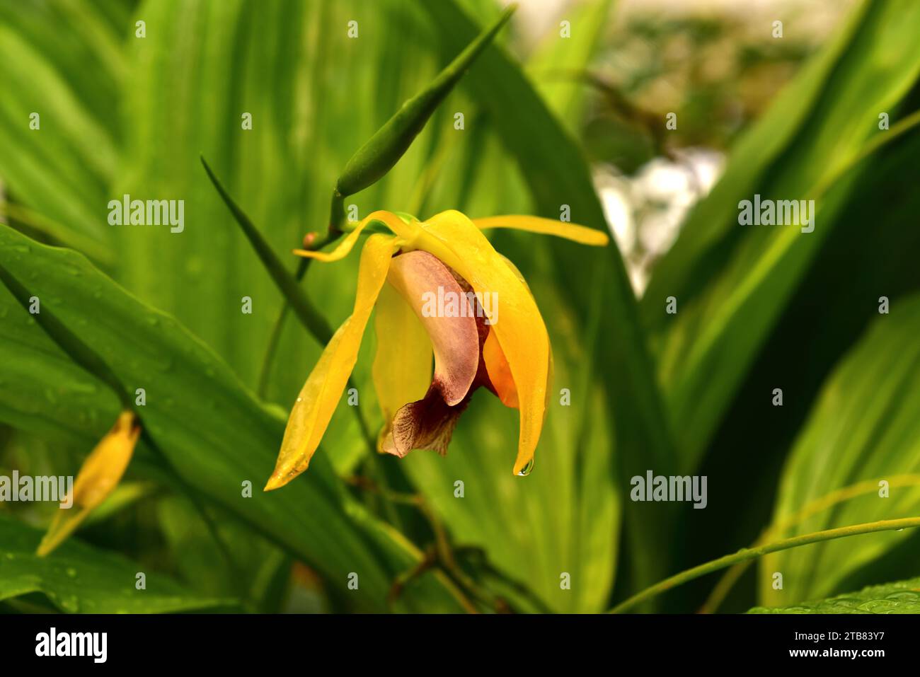 Rumphius Coelogyne (Coelogyne rumphii) is a tropical orchid native to Moluccas. Stock Photo