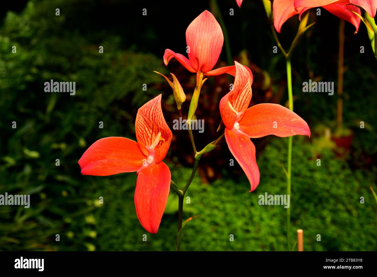 Pride of Table Mountain or red disa (Disa uniflora) is an orchid native to South Africa. Stock Photo