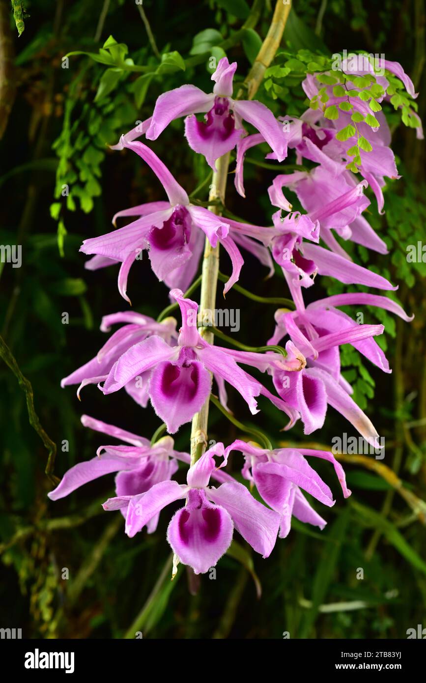 Mexican laelia (Laelia anceps) is an orchid native to Mexico. Stock Photo