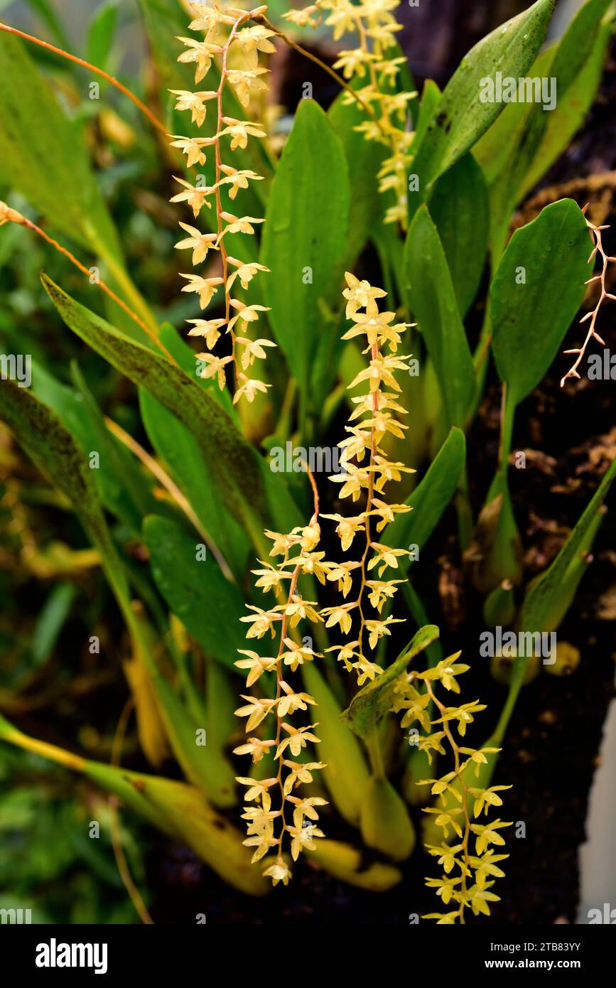 Variable maxillaria (Maxillaria variabilis) is an orchid native to Central and North America from Mexico to Panama. Stock Photo