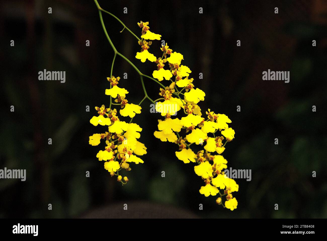 Oncidium flexuosum is an orchid native to south Brazil and north Argentina. Stock Photo