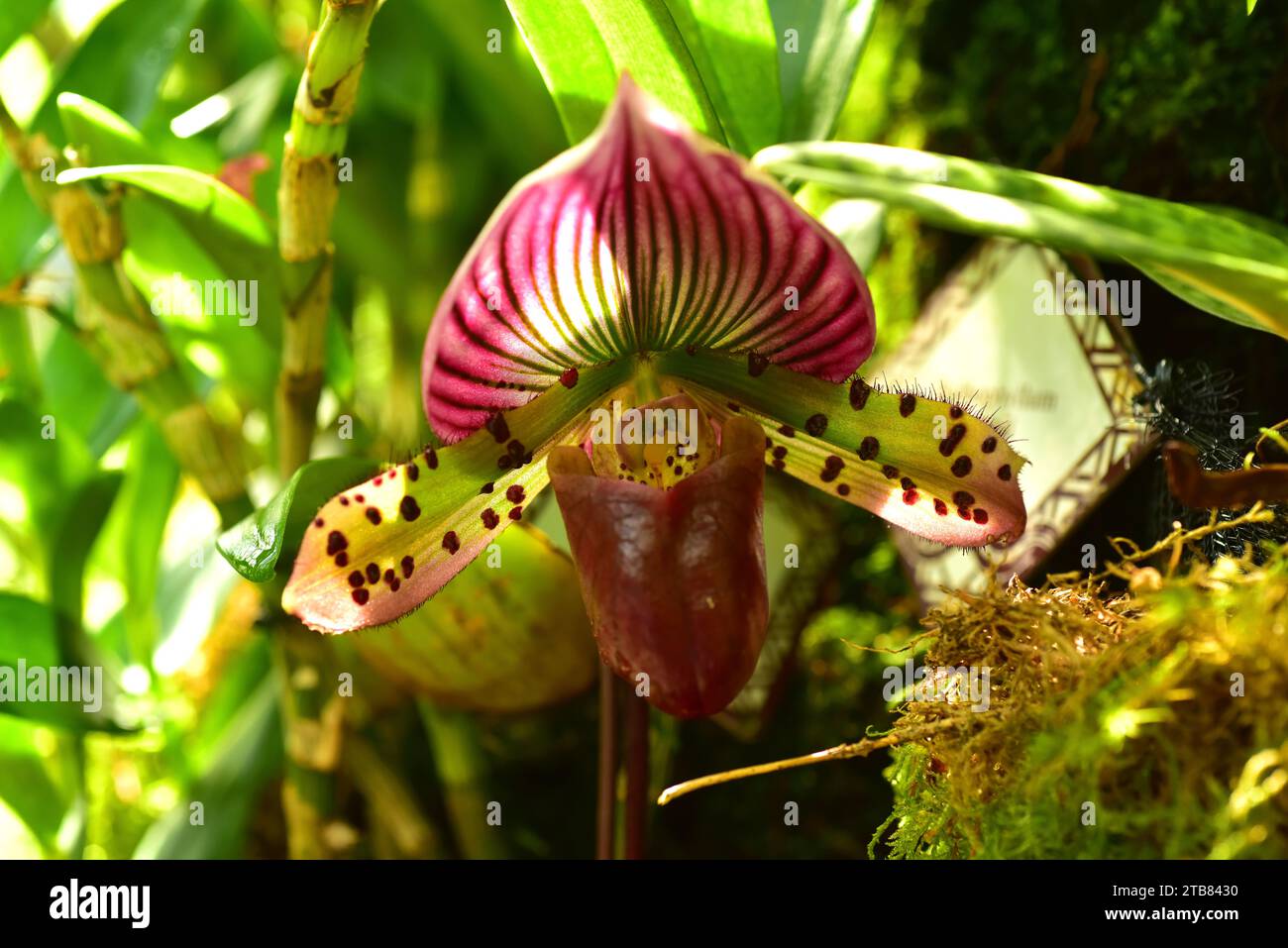 Paphiopedilum acmodontum is an ornamental orchid endemic to Philippines. Stock Photo