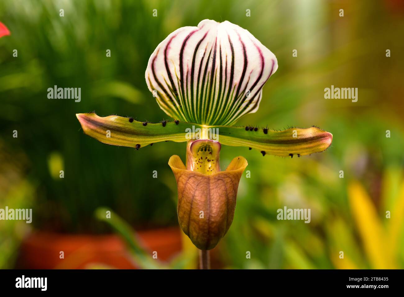 Paphiopedilum lawrenceanum is an ornamental orchid endemic to Borneo. Stock Photo