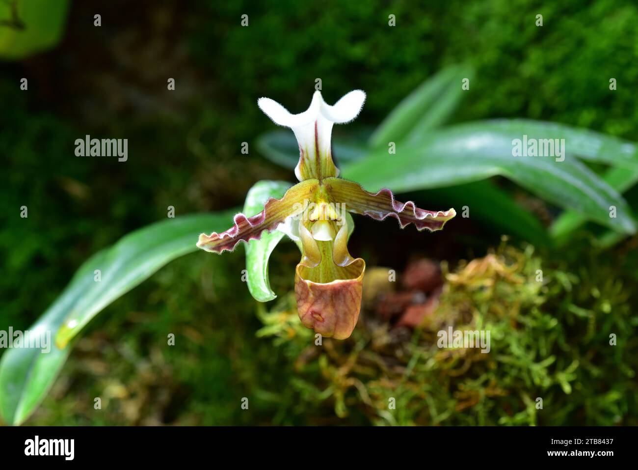 Paphiopedilum liemianum is an ornamental orchid endemic to Sumatra. Stock Photo