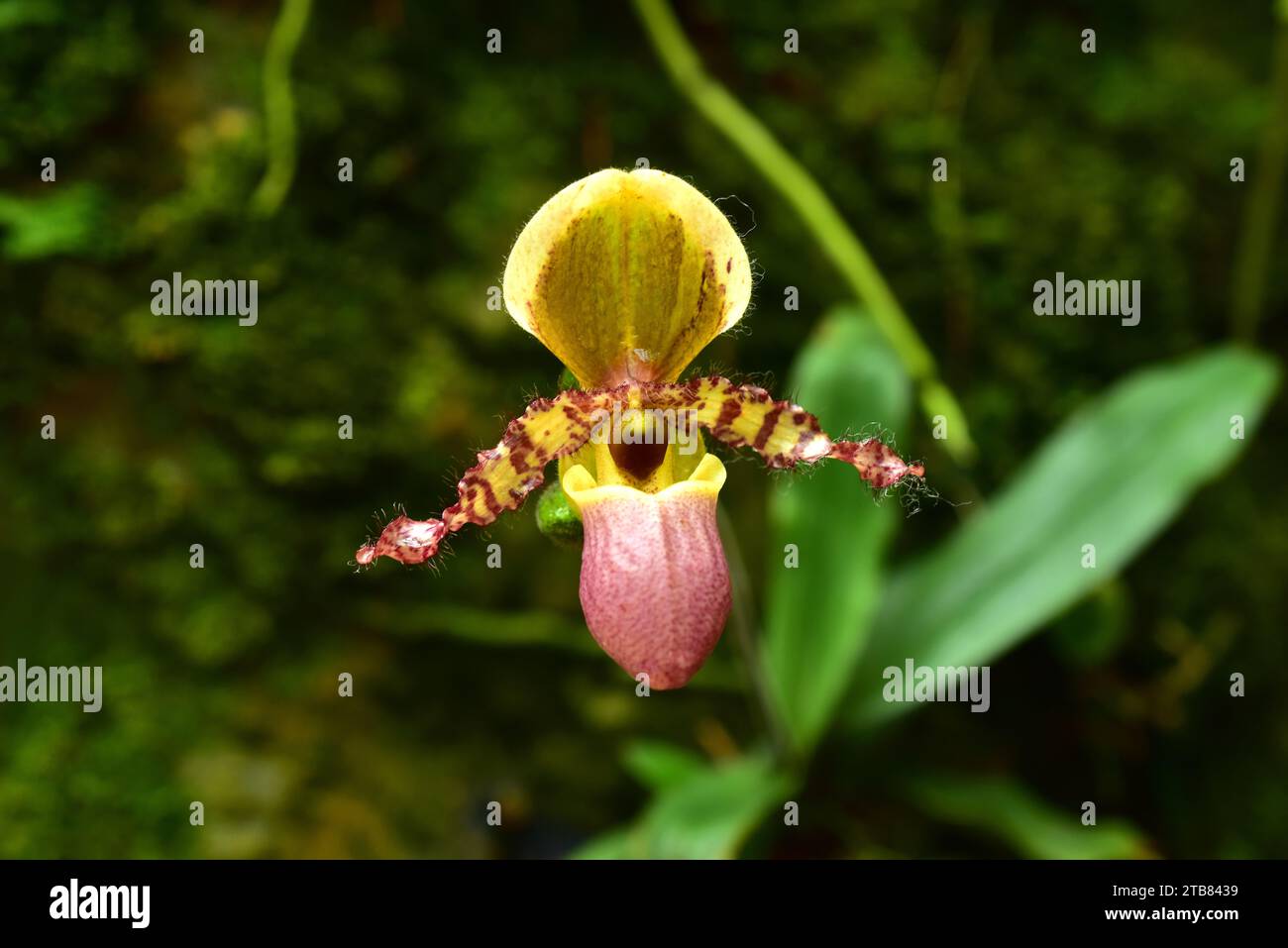 Paphiopedilum liemianum is an ornamental orchid endemic to Sumatra. Stock Photo