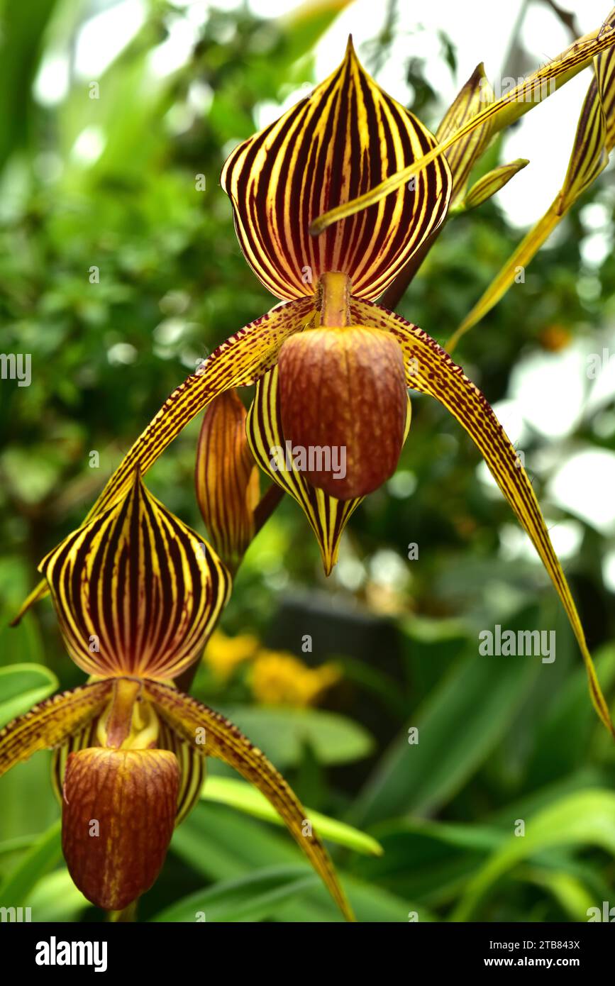 Saint Swithin orchid is a hortocultural hybrid resulting from crossing Paphiopedilum rothschildianum and P. philippinense. Stock Photo