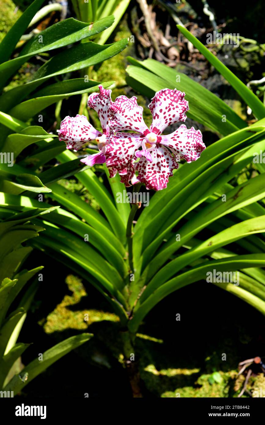 Papilionanda is an hortocultural hybrid orchid resulting of crossing Papilionanthe and Vanda genera. Stock Photo