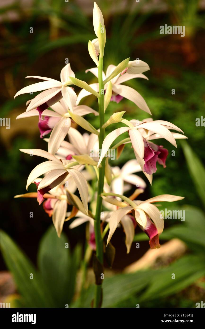Swamp orchid or nun orchid (Phaius tankervilleae) is an orchid native to tropical Asia and Australia. Stock Photo
