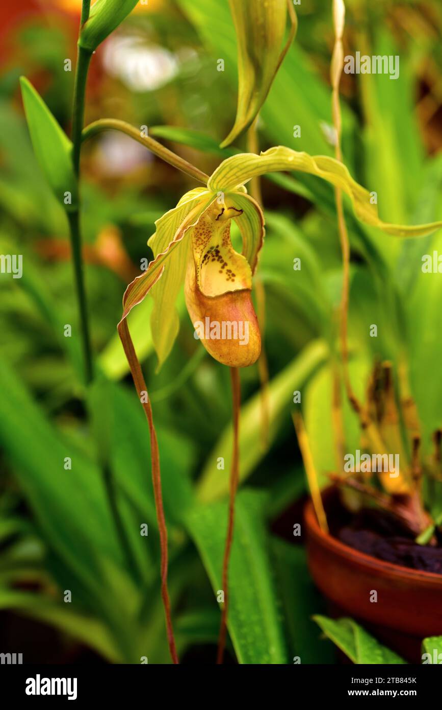 Walli Phragmipedium (Phragmipedium wallisii) is an orchid native to Colombia and Ecuador. Stock Photo