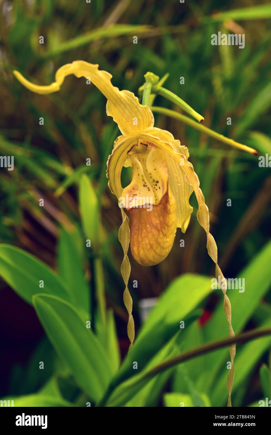 Walli Phragmipedium (Phragmipedium wallisii) is an orchid native to Colombia and Ecuador. Stock Photo
