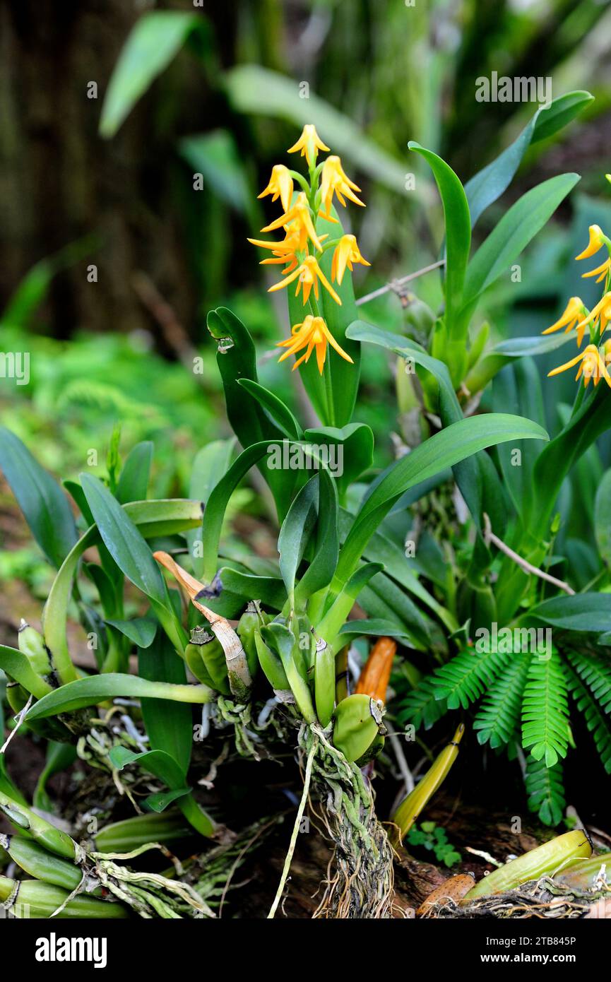 Polystachya bella is a tropical orchid native to East Africa. Stock Photo