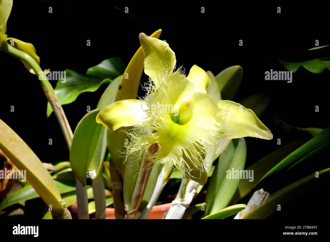 Rhyncholaelia digbyana is an ornamentalorchid native to Central America and Mexico. Stock Photo