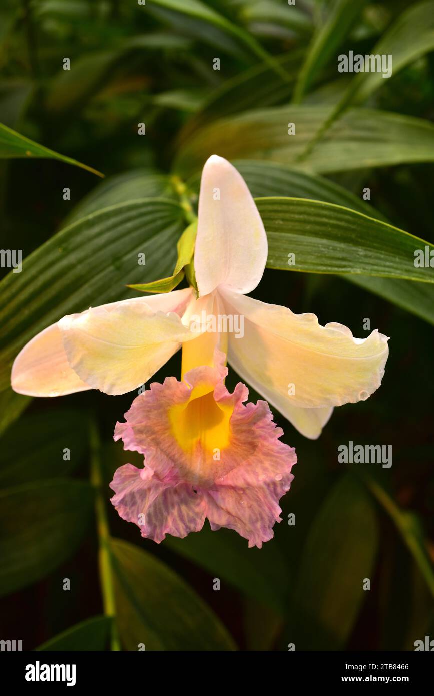 Large-flowered sobralia (Sobralia macrantha) is an ornamental orchid native to Central America and Mexico. Stock Photo