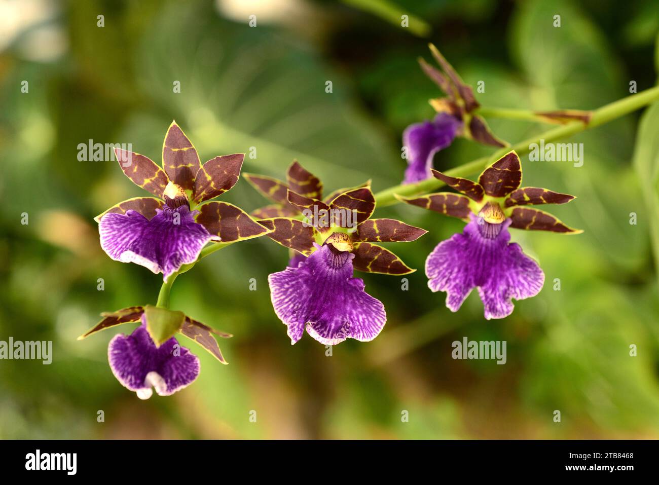 Zygopetalum sp. is a orchids genera native to South America. Stock Photo