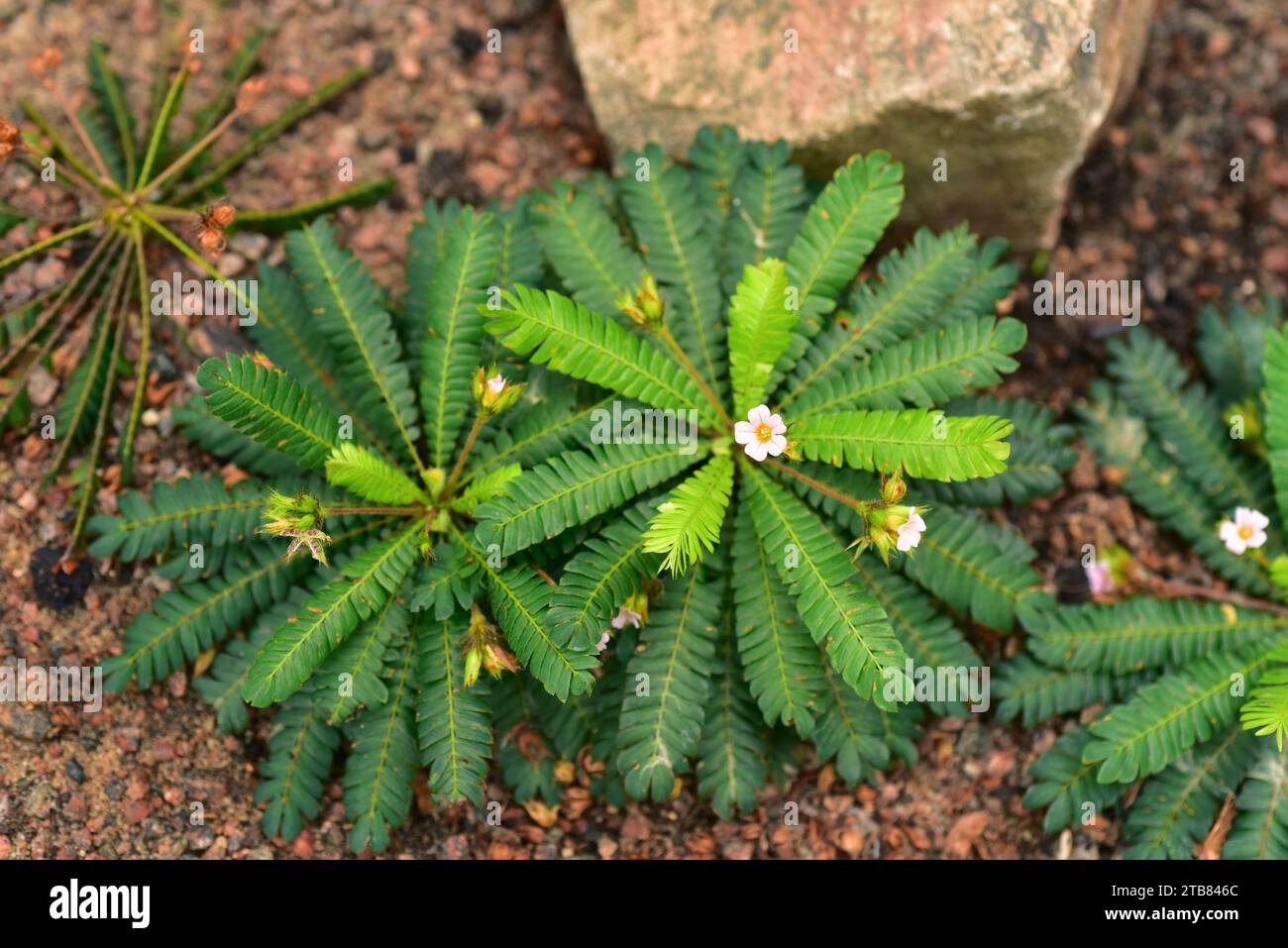 Little tree plant (Biophytum sensitivum) is a medicinal plant native to sotheast Asia. Stock Photo
