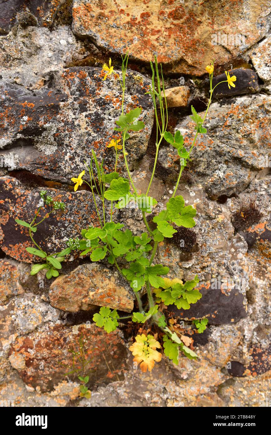 Greater celandine (Chelidonium majus) is a perennial herb toxic and medicinal. This photo was taken in Babia, Leon province, Castilla-Leon, Spain. Stock Photo