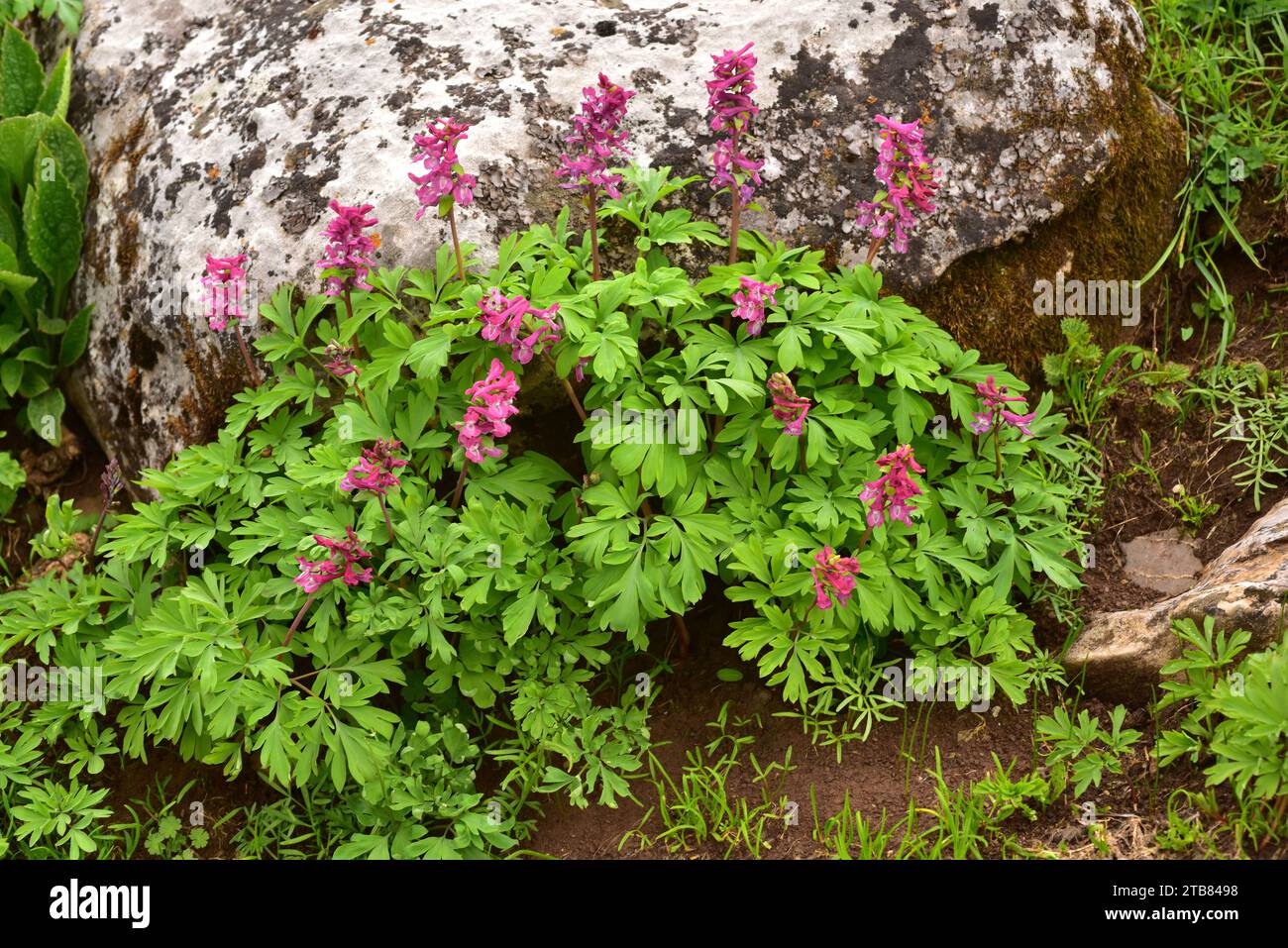 Hollowroot (Corydalis bulbosa or Corydalis cava) is a perennial herb native to Europe. This photo was taken in Babia, Leon province, Castilla-Leon, Sp Stock Photo