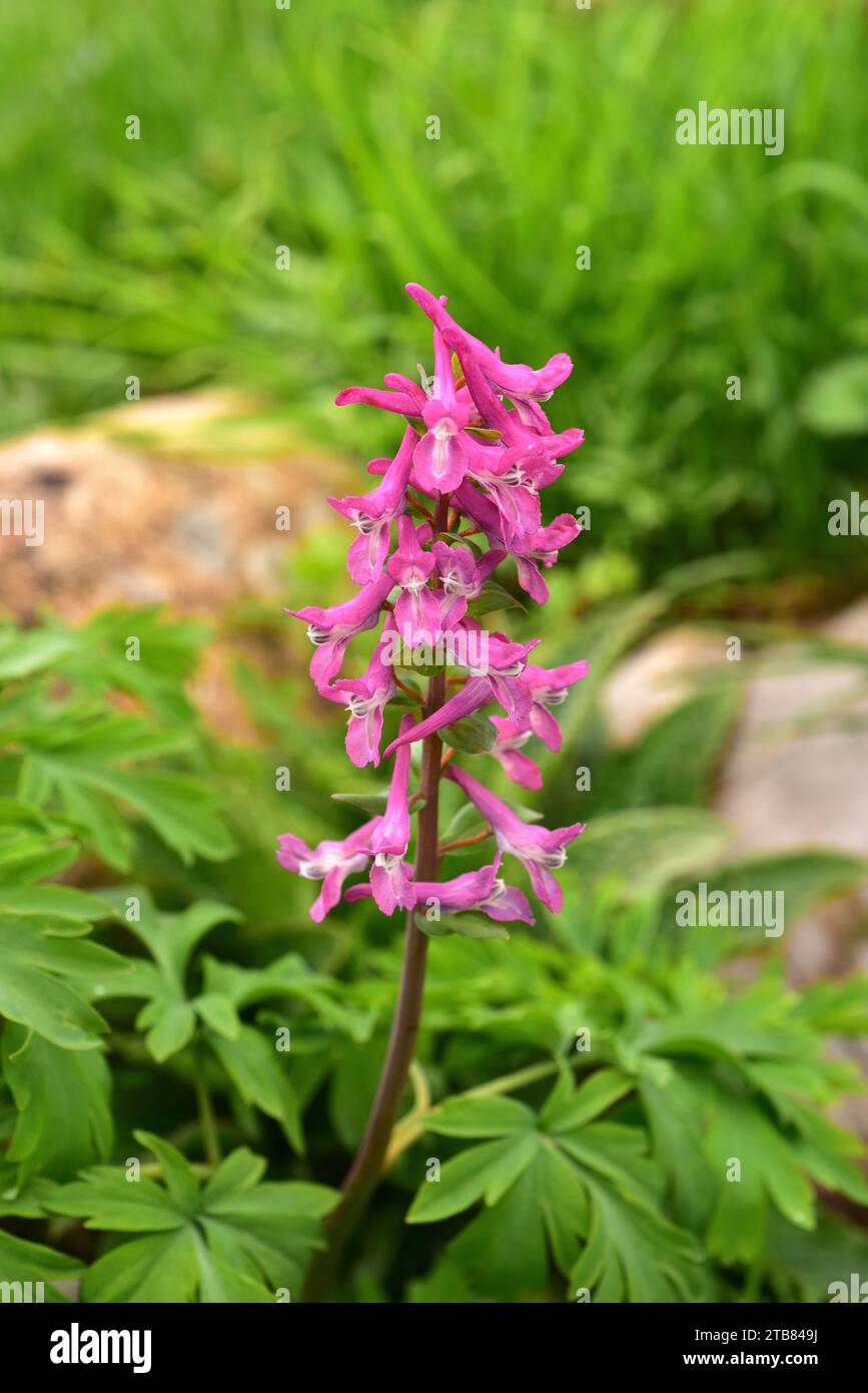 Hollowroot (Corydalis bulbosa or Corydalis cava) is a perennial herb native to Europe. This photo was taken in Babia, Leon province, Castilla-Leon, Sp Stock Photo