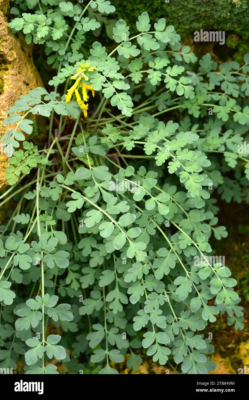 Corydalis wilsonii is a perennial herb native to mountains of central China. Stock Photo
