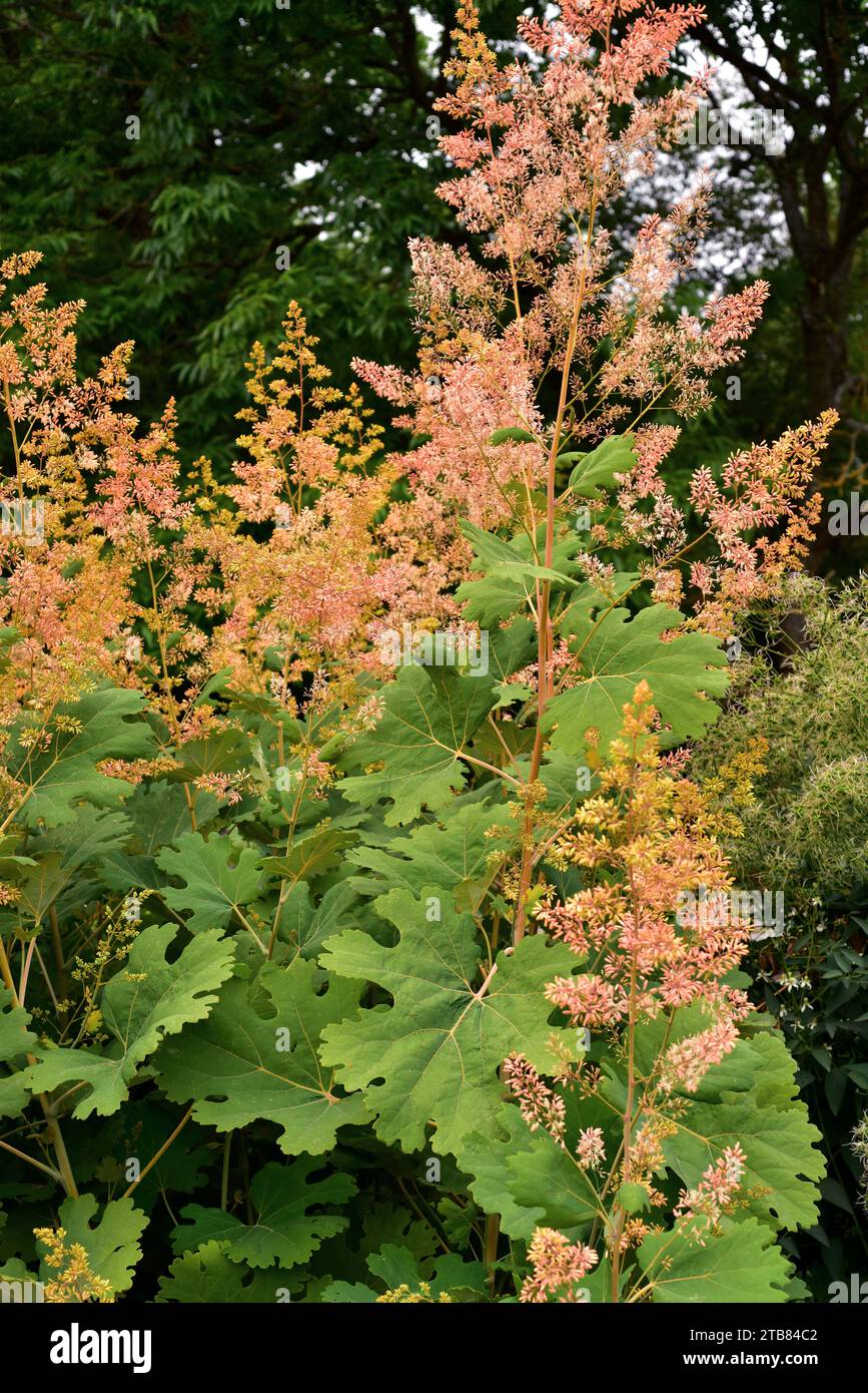 Coral plume or plume poppy (Macleaya microcarpa) is a perennial herb endemic to China. Stock Photo