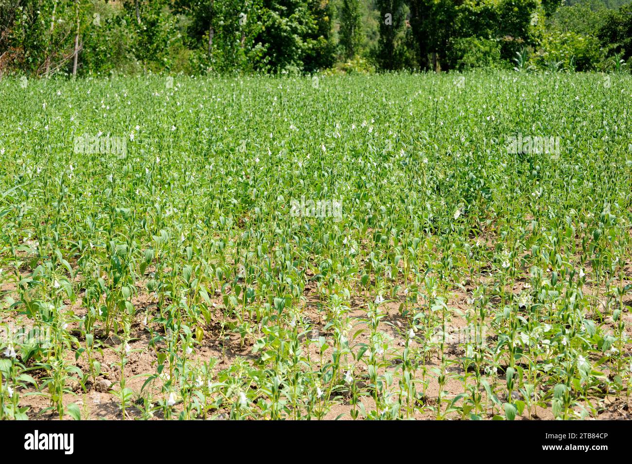 Sesame (Sesamum indicum) is an annual plant native to Africa but widely cultivated in others tropical regions for its edible seeds and oil. This photo Stock Photo