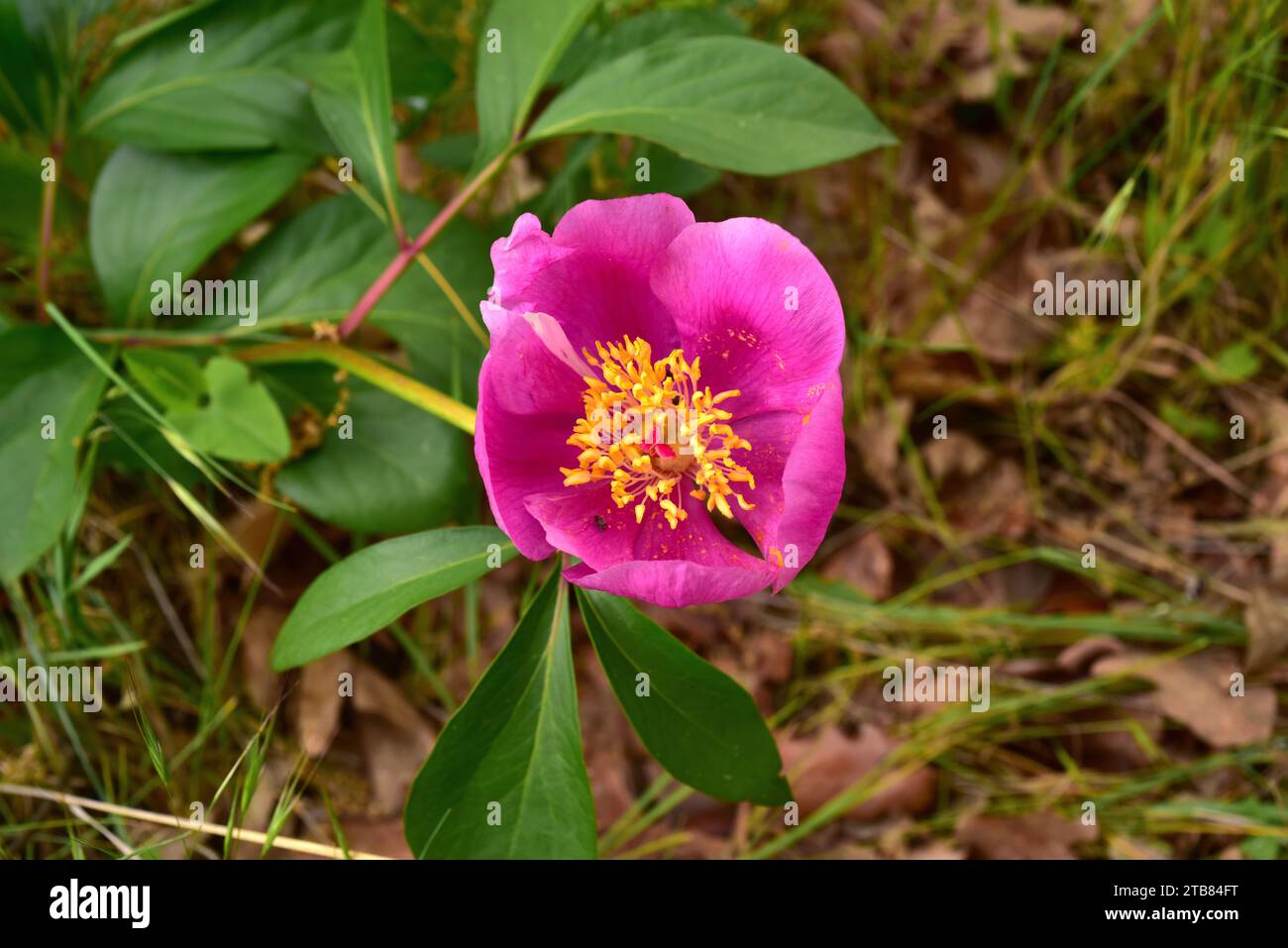Rosa alabardera (Paeonia broteri or Paeonia broteroi) is a perennial herb endemic to Spain and Portugal. This photo was taken in Arribes del Duero Nat Stock Photo