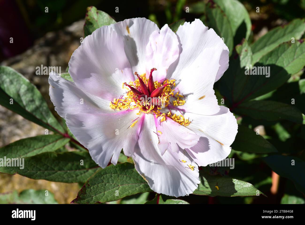 Balearic peony (Paeonia cambessedesii) is a perennial herb endemic to Mallorca, Menorca and Cabrera. This photo was taken in Mallorca Island, Balearic Stock Photo