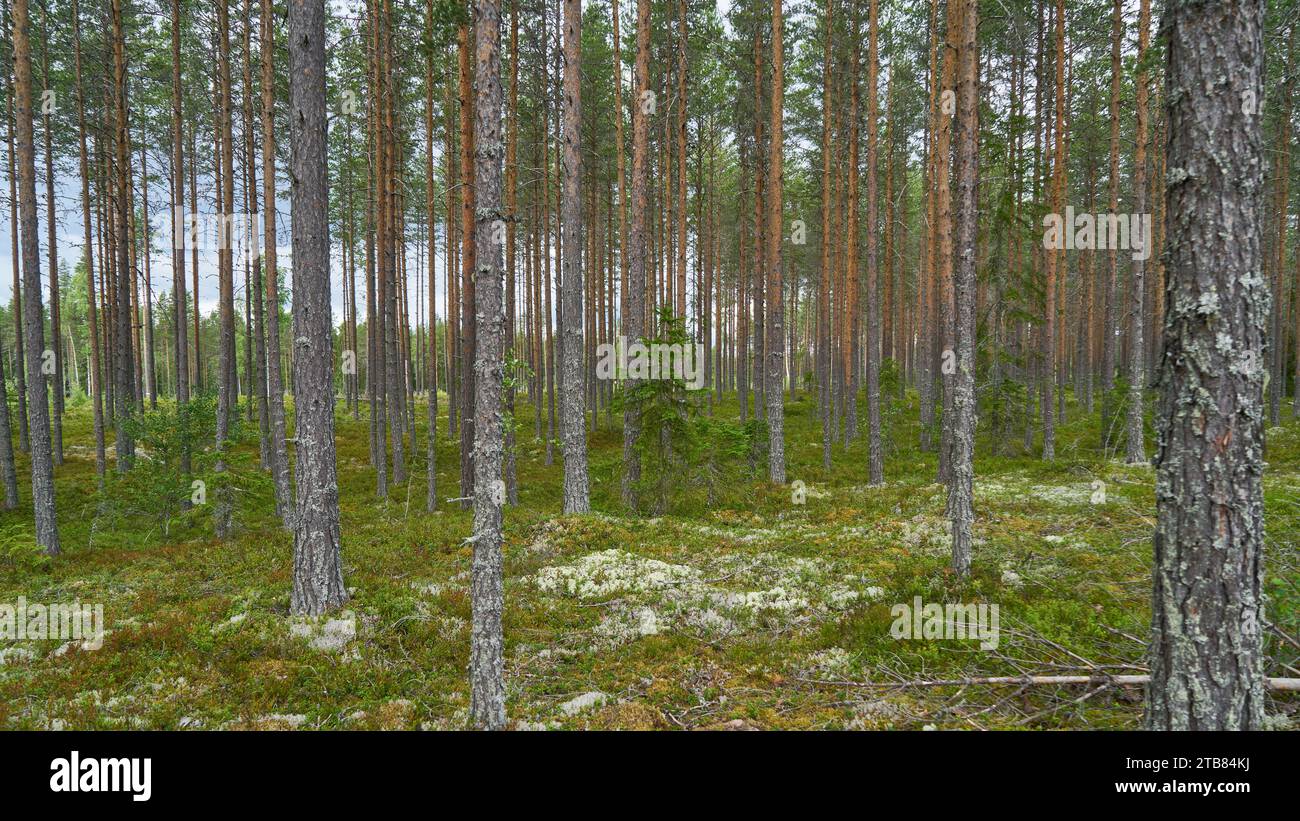 Nordic pine tree forest plantation in Sweden in summer Stock Photo
