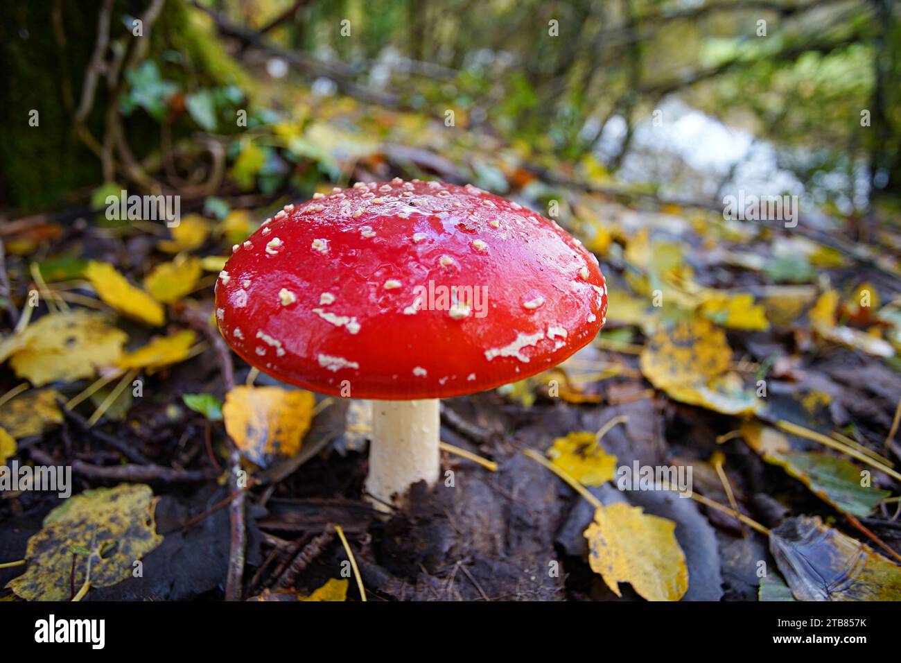 Fly Agaric Mushrooms in Perigord National Forest Southwest Dordogne France in the Fall. Stock Photo