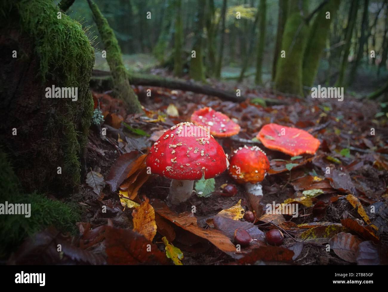 Fly Agaric Mushrooms in Perigord National Forest Southwest Dordogne France in the Fall. Stock Photo
