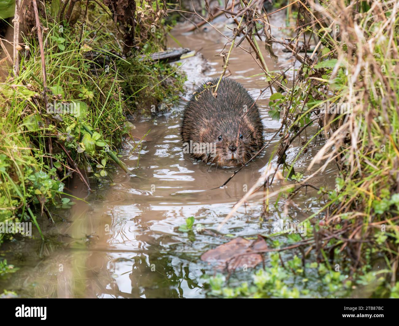 Water Vole on a Frozen Pond Stock Photo Alamy