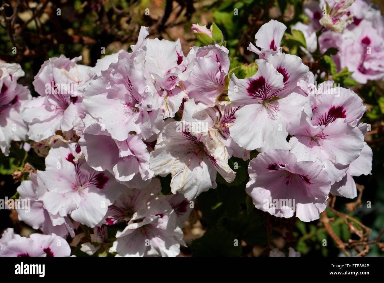 Pink Pelargonium on the  Isla del Sol, Bolivia. Stock Photo