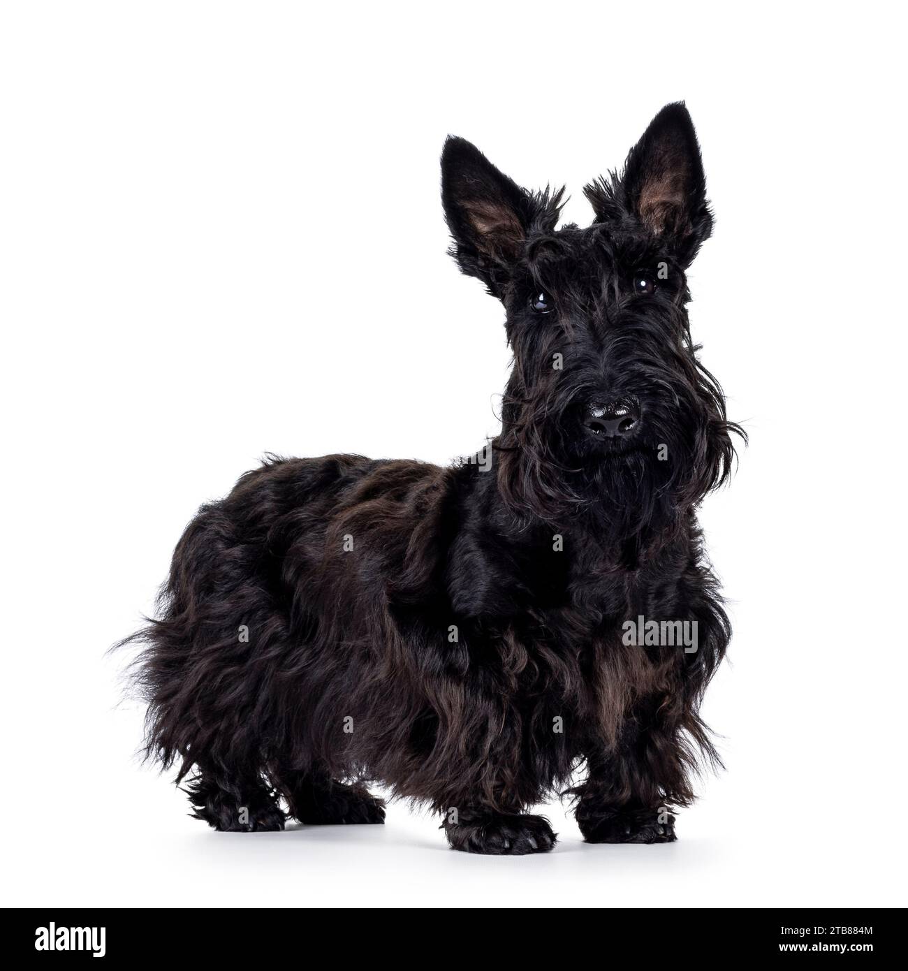 Adorable young solid black Scottish Terrier dog, standing up side ways. Ears eract, mouth closed and looking towards camera. Isolated on a white backg Stock Photo