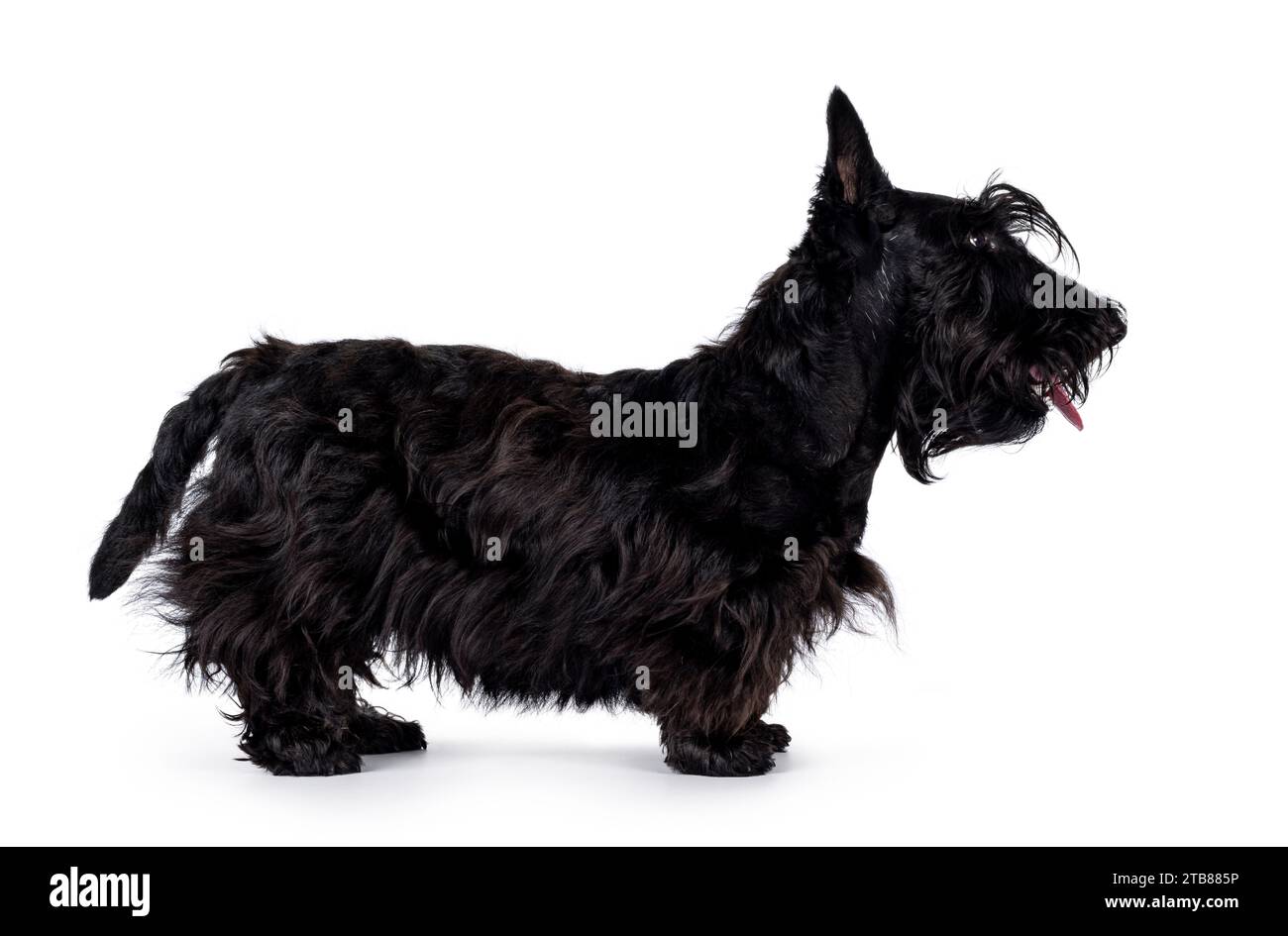 Adorable young solid black Scottish Terrier dog, standing up side ways. Ears eract, mouth closed and looking away from camera showing profile. Isolate Stock Photo