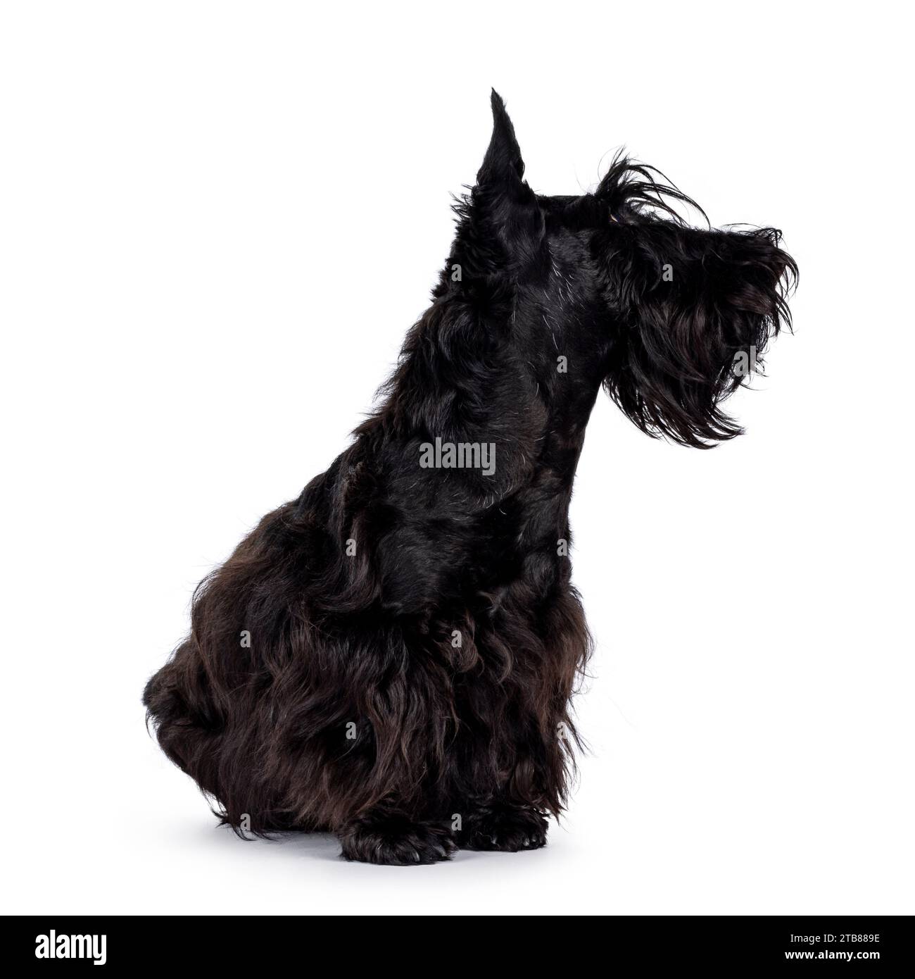 Adorable young solid black Scottish Terrier dog, sitting up side ways. Ears eract, mouth closed and looking away from camera showing profile. Isolated Stock Photo