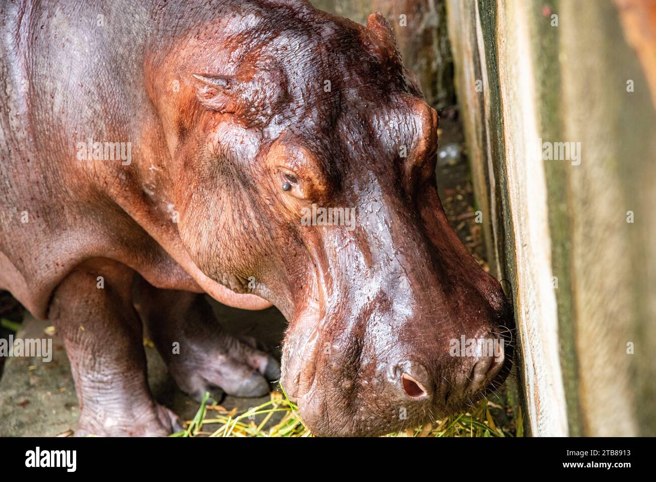 Vanessa the hippo at Hacienda Napoles in Colombia Stock Photo