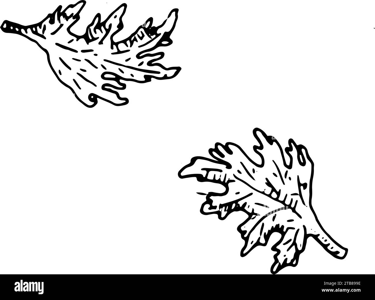 Coriander or cilanto, chinese parsley outline Stock Vector Image & Art