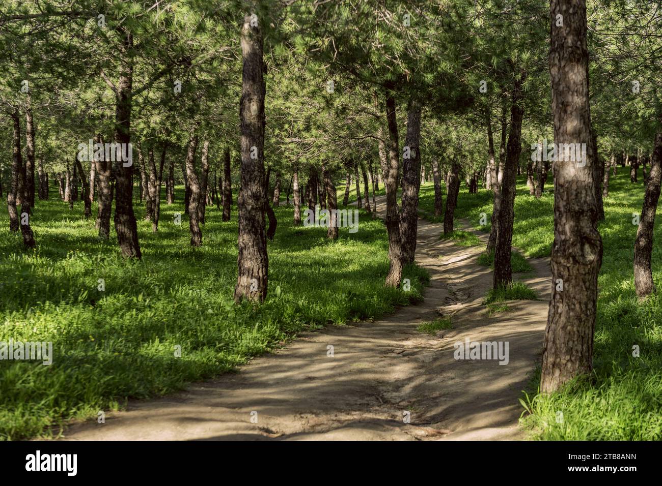 A sandy path through the grass growing Stock Photo - Alamy