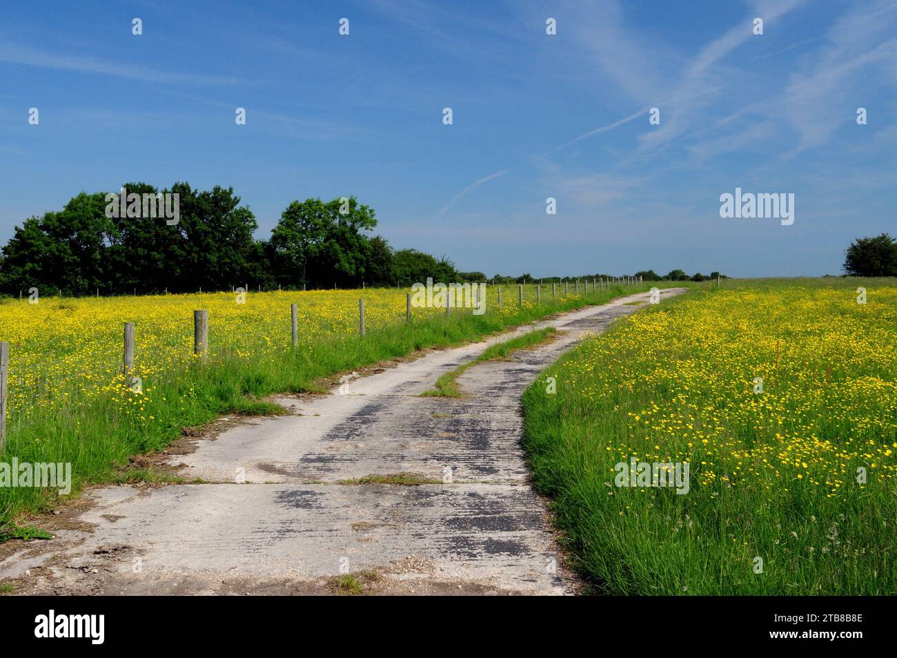 Fields of buttercups growing on either side of a concrete track at Blakehill Farm nature reserve, a former military airfield. Stock Photo