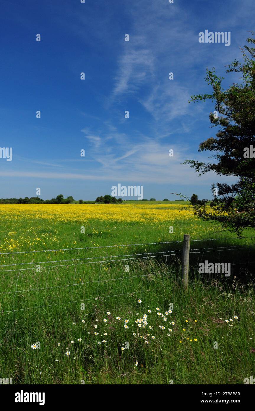 A field of buttercups at Blakehill Farm nature reserve, a former military airfield. Stock Photo