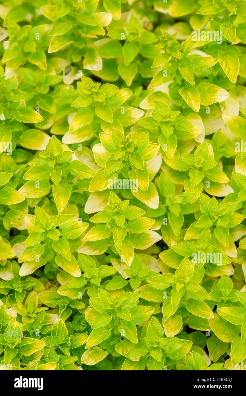 golden marjoram, Origanum vulgare Aureum, aromatic golden coloured