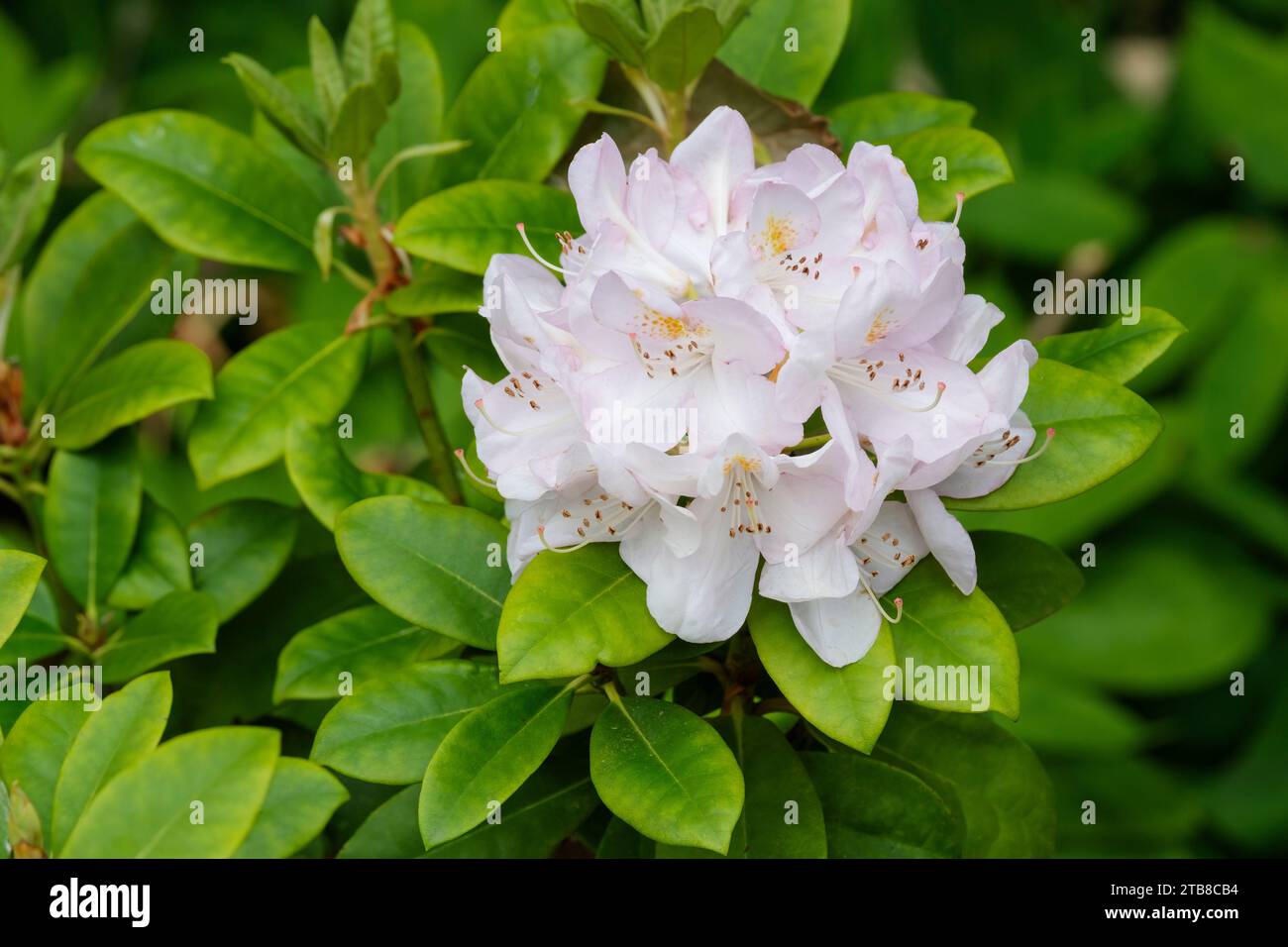 Rhododendron Gomer Waterer, trusses funnel-shaped white flowers, tinged mauve-pink around the edges Stock Photo
